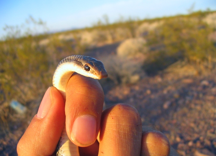 Western Patchnose Snake
